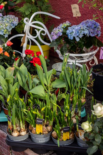 A variety of potted green plants with tall, broad leaves and onion bulbs at their bases, displayed on a metal table outside a flower shop. Behind them, there are arrangements of blue and purple hydran