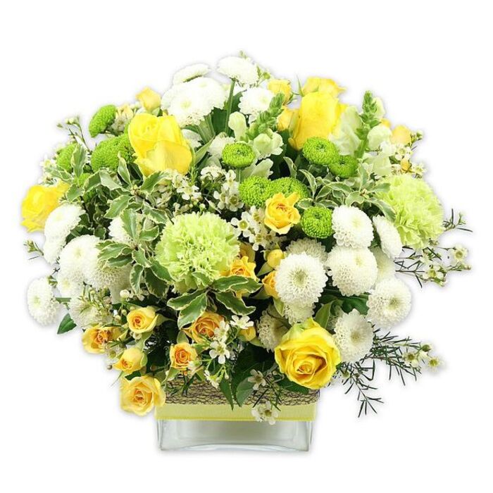 A vibrant floral design in a clear, square glass vase glows with the soft radiance of yellow, green, and white, evoking the gentle energy of Somers Town on a sunny morning. The bouquet is shaped into a rounded, domed arrangement, generous and full without feeling crowded. Rich yellow roses anchor the composition, some fully unfurled to show layered, velvety petals, others still partially closed, their cupped forms hinting at petals yet to reveal themselves. Nestled between them are clusters of smaller yellow spray roses, each stem bearing multiple petite rosettes that create a sense of rhythm and movement across the design. Soft, spherical white pompom chrysanthemums add plush, cloud-like forms, their densely packed petals inviting the imagination to linger on their texture. Among these gentle whites, bright lime green button chrysanthemums appear as neat, rounded dots of colour, adding modern flair, while slightly larger pale green blooms-frilly and ruffled like carnations or specialty green mums-contribute both volume and a garden-fresh feeling. The blooms are supported by an abundance of foliage: broad, variegated leaves edged in lighter cream tones, contrasting with deeper green leaves and fine filler greenery that weave through the arrangement like the quiet greenery tucked between Somers Town side streets and local squares. Tiny white filler flowers, scattered delicately throughout, bring lightness and fine detail, softening the transitions between the stronger colours. The clear glass vase reveals a tidy cluster of stems, and its midsection is wrapped in a rustic, woven band of natural fibre, overlaid with a vivid lime green ribbon that cleverly echoes the button mums. Against the white backdrop, each shade appears crisp and lively, making this arrangement a lovely choice for a celebratory gift, a bright centrepiece in a flat near Euston or St Pancras, or a simple, heartfelt gesture of joy and renewal within the Somers Town community.