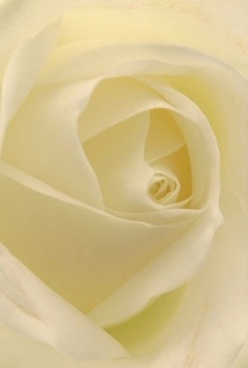 This intimate depiction of a white rose reveals its true elegance-ivory petals swirl with serene harmony, each curve velvety and softly translucent beneath the diffused glow of Somers Town's gentle sunlight. The interplay of creamy tones and faint lemon edges reflects the unique character of local gardens off Ossulston Street or the calm of a quiet morning market. The rose's form invites touch, its petals so finely layered that the sensation is akin to tracing the gentle waves found in the nearby Francis Crick Institute's botanical highlights. Capturing the calm before celebration, this image calls to mind a token of affection, a thoughtful anniversary gesture, or a meaningful companion at a bedside. Every element of the arrangement showcases the artistry and care nurtured by Somers Town florists-no harsh edges disturb the tranquility, only a lingering sense of comfort and perseverance. The rose's soft, classic fragrance subtly fills the air, evoking both nostalgia and hope. Its presence, rooted in local tradition, gently marks moments of love, remembrance, or gratitude, deepening the emotional tapestry of Somers Town.